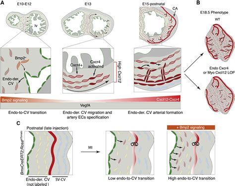 Endo Is Derived From