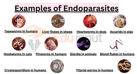 Endo Parasites Examples