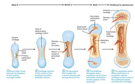 endochondral ossification in a long bone