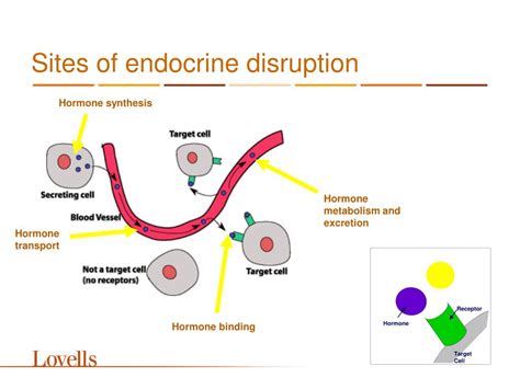 Endocrine Disruption Definition Eu