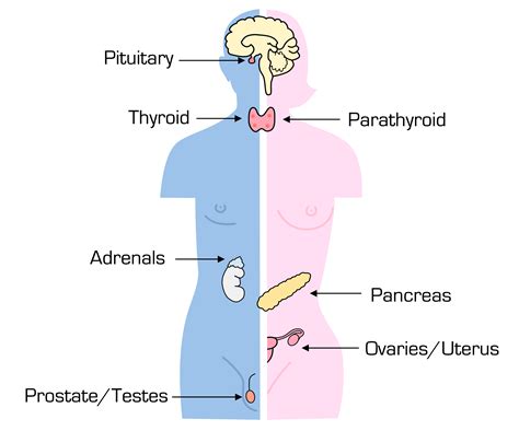 endocrine system and adrenal glands