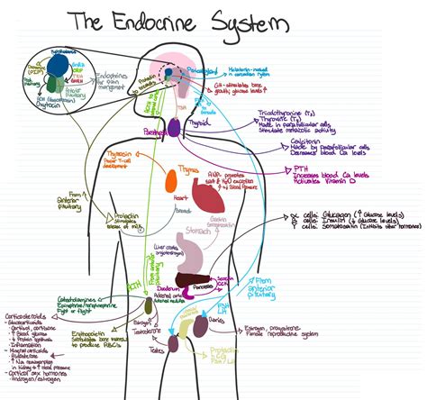 endocrine system basic function