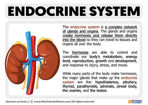 Endocrine System Definition Bbc Bitesize