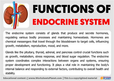 endocrine system description and function