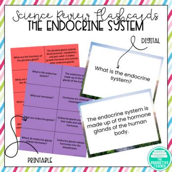 Endocrine System Flashcards Printable