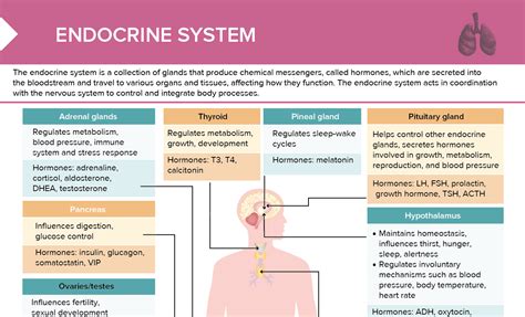 endocrine system function and structure