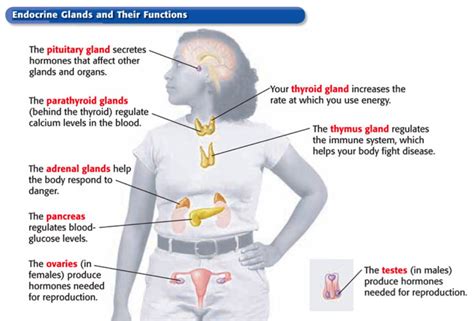 endocrine system function quizlet