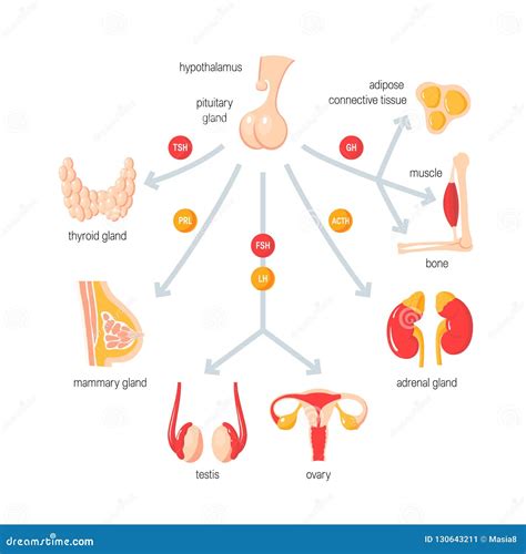 endocrine system function simple