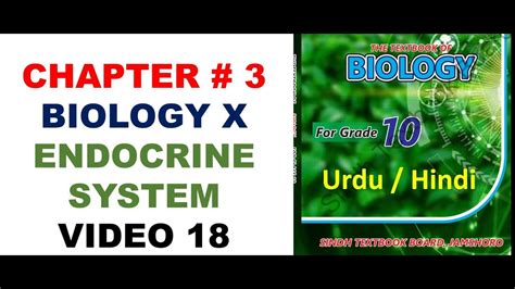 endocrine system meaning in urdu and function