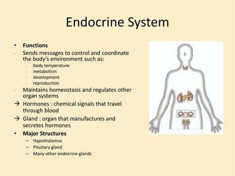 endocrine system organs and functions ppt