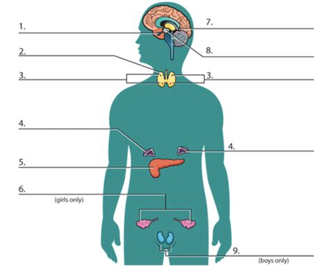 Endocrine System Quizlet Aes