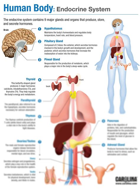 endocrine system structure and function pdf