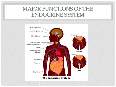 endocrine system structure and function ppt