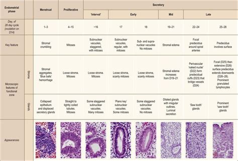 endometrial dating pathology outlines