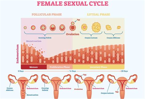endometrio pos menopausa espessura