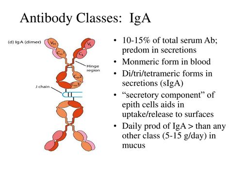 endomysial antibody iga cpt code