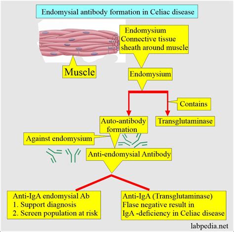 endomysial antibody igg + iga titer