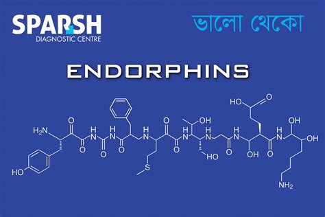 endorphines