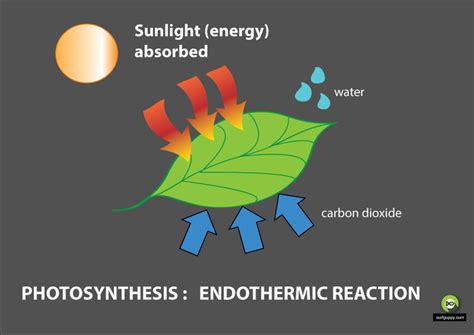 Endothermic Example Of Photosynthesis