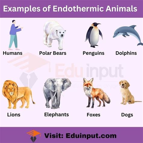 Endothermic Examples Animals