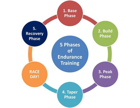 Endurance Training In Exercise