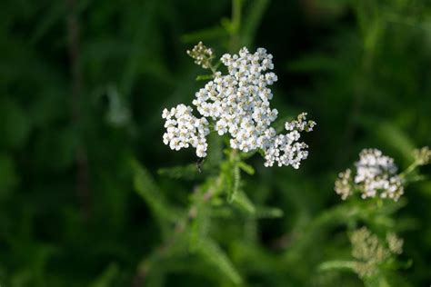 Energetics Of Yarrow