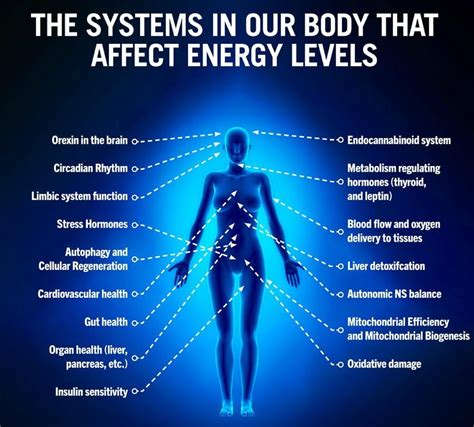 energy flow in human body