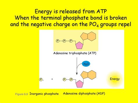 Energy Is Transferred From Atp To Other Molecules By Transferring A(N)
