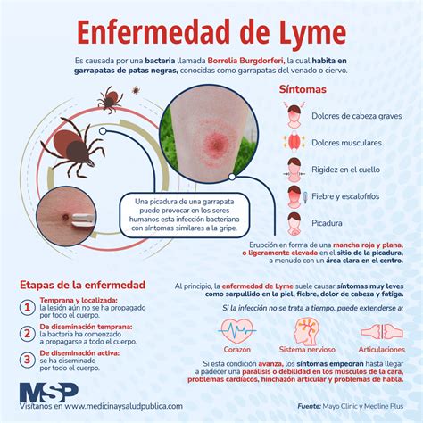 enfermedad de lyme que es