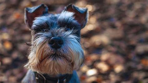 enfermedades de los schnauzer