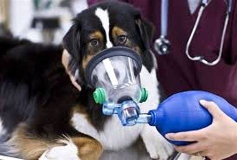 enfermedades respiratorias en perros