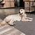 engineered wood flooring dogs