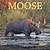 englewood moose calendar