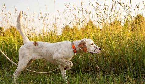Hunting Dog Profile: The Regal, Elegant English Setter | GearJunkie