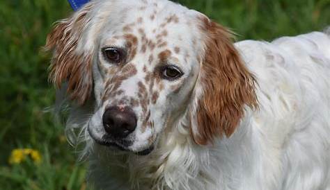 Freddie - 6 year old male English Setter available for adoption