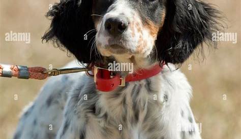 English Setter gun dog, water dog hunting skills - Black Dog Outfitters
