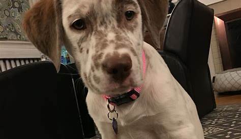 English Setter Puppies For Sale New Jersey