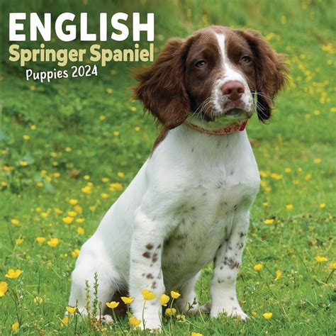 English Springer Spaniel Calendar 2024: A Must-Have For Dog Lovers