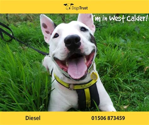 english bull terrier rehoming centres
