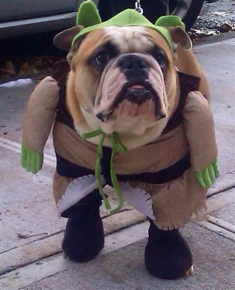 english bulldog halloween costumes