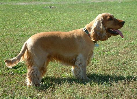 Discover 5 Insights english cocker spaniel why they make perfect pets