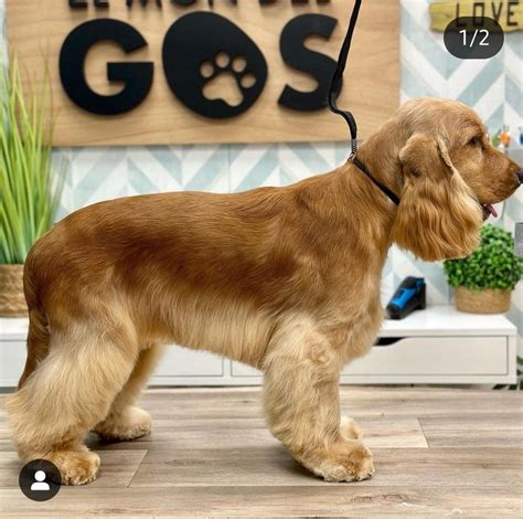English Cocker Spaniel Cuts
