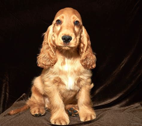 english cocker spaniel puppies
