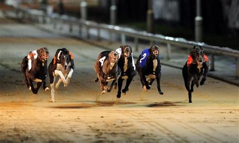 english greyhound derby betting odds