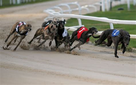 english greyhound derby odds