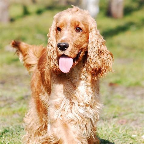 english spaniel cocker
