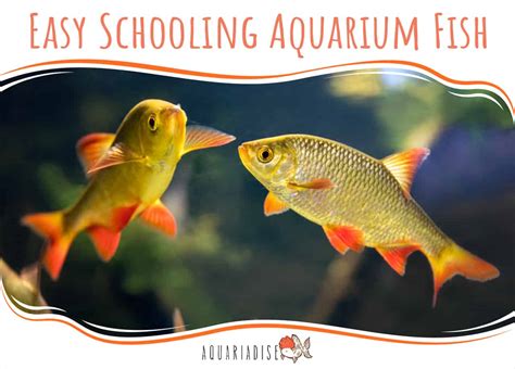 english to spanish schooling fish