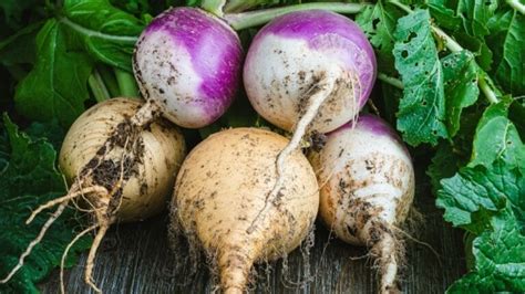 English Turnips