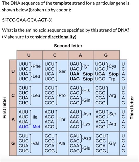 Enindicate The Sequence Of The Template Strand
