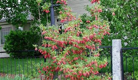 Enkianthus Showy Lantern Redvein Shrubs, Large Plants